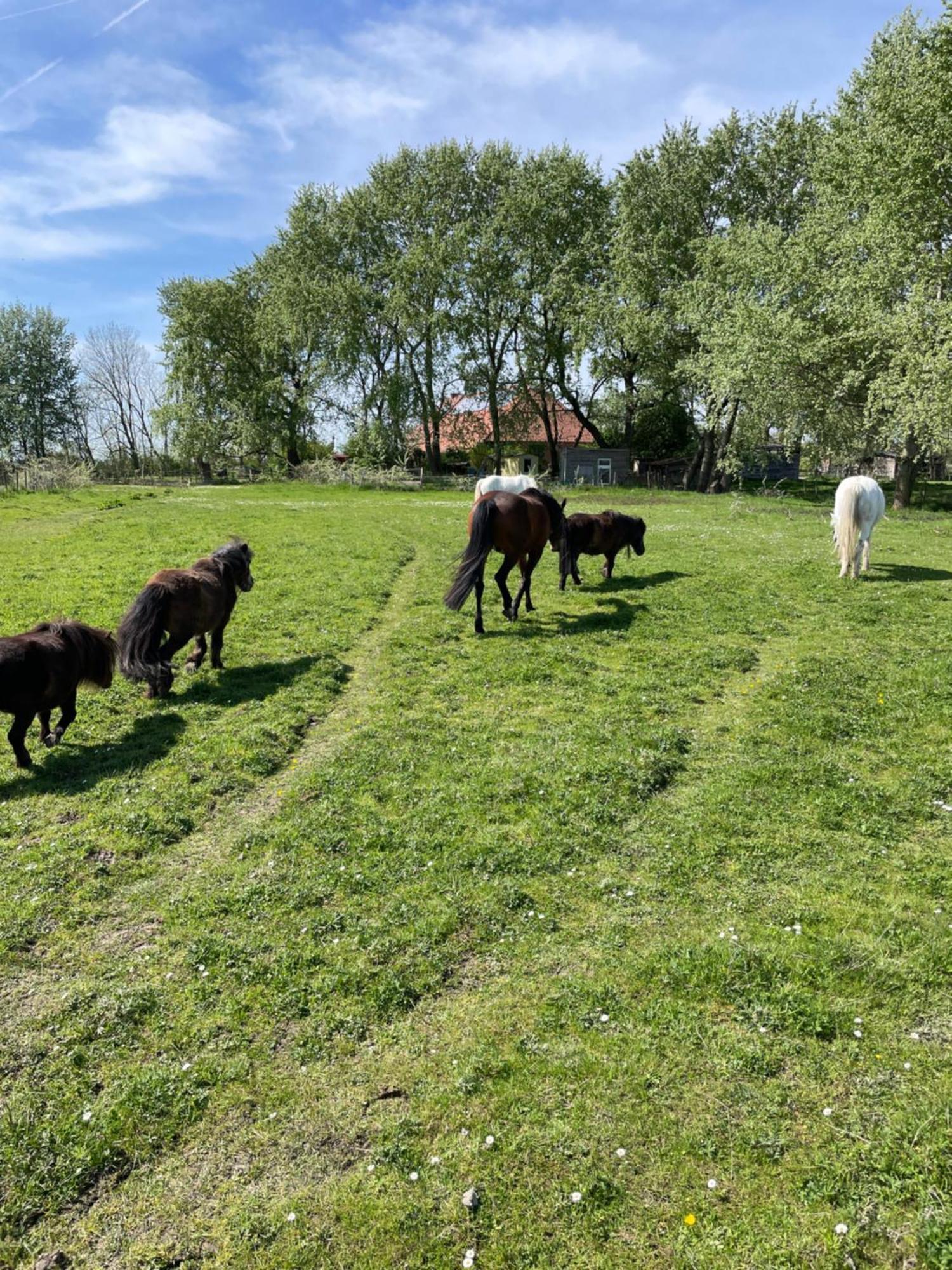 Ferienhof Spiegelhaus Krummhörn Esterno foto